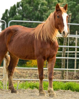 Cavallo