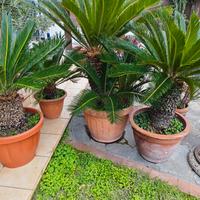 Cycas in vaso