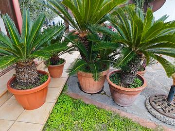 Cycas in vaso