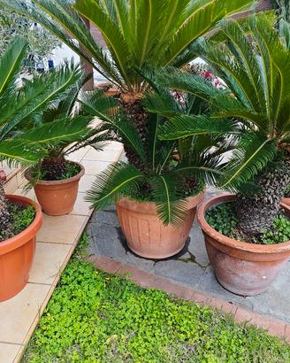Cycas in vaso