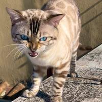 Maschio bengala per monta pedigree