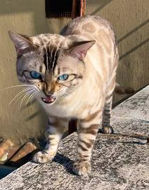 Maschio bengala per monta pedigree