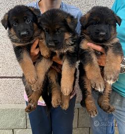 Pastori tedeschi cuccioli