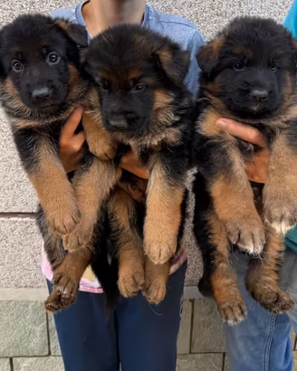 Pastori tedeschi cuccioli