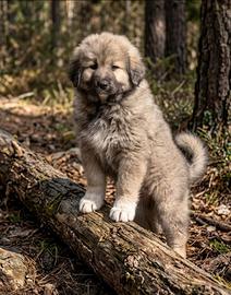 Cuccioli pastore del caucasa