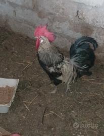 gallo 