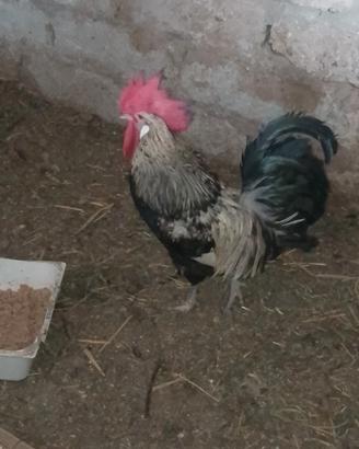 gallo 