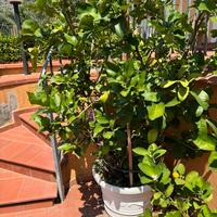 Pianta di cedro in vaso