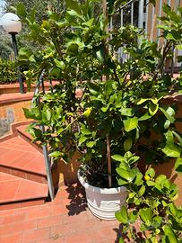 Pianta di cedro in vaso