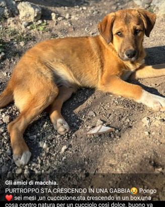 Meticcio in adozione