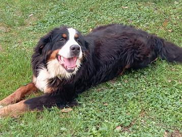 Cuccioli bovaro del bernese