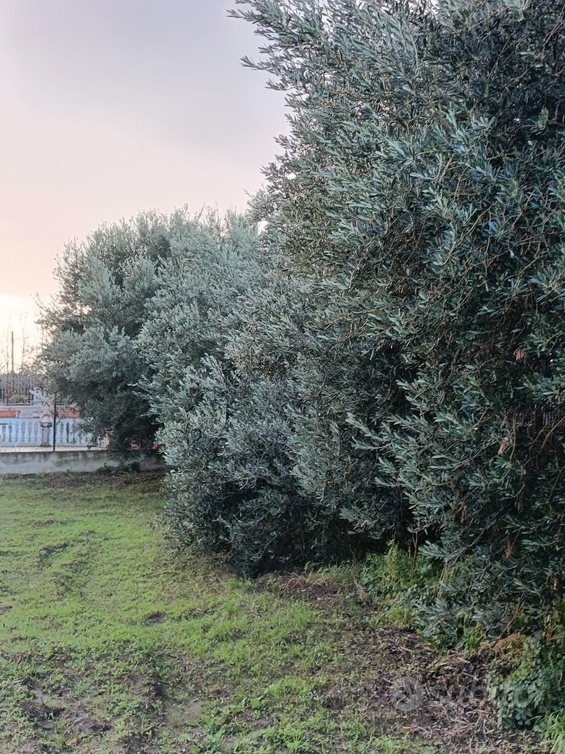 Terreno agricolo - Vista 5