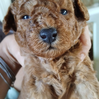 Barboncino nano rosso