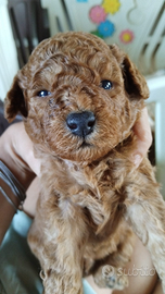 Barboncino nano rosso