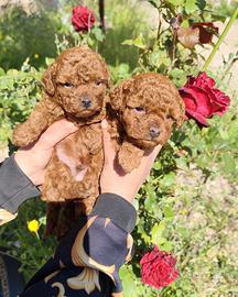 Barboncino mini toy Red