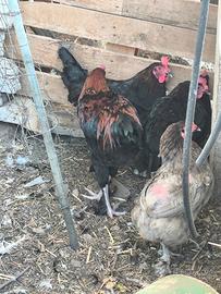 Marans e Olivegger