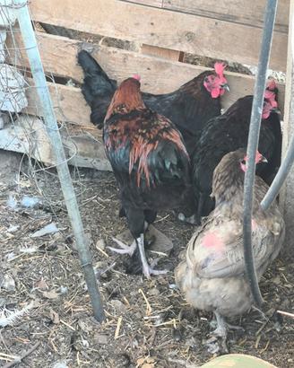 Marans e Olivegger