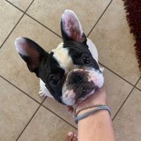 Bulldog francese x monta