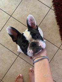 Bulldog francese x monta
