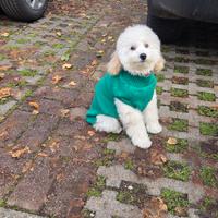 Barboncino nano femmina