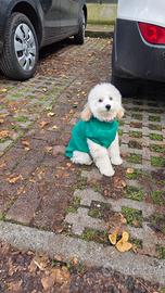 Barboncino nano femmina