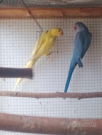 Pulli di parrocchetto dal collare