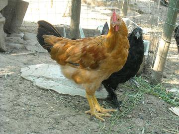 Gallo