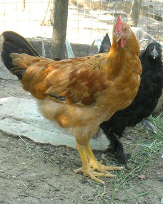 Gallo