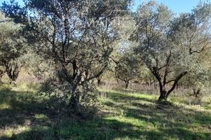 Terreno di 27 ettari seminativo ed uliveto