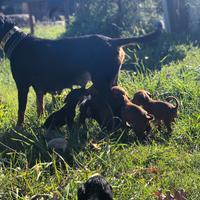 Segugio maremmano x Kopov