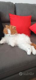 Gatto peluche che miagola 