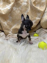 Chihuahua con pedigree