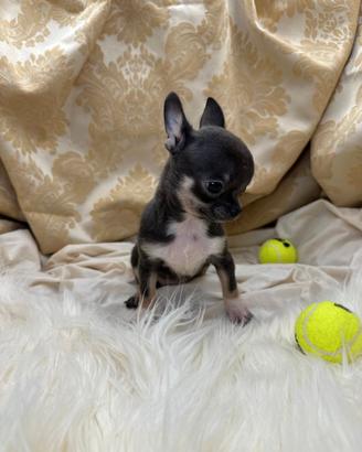 Chihuahua con pedigree