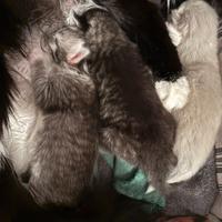 Cuccioli gatto siberiano