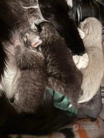 Cuccioli gatto siberiano