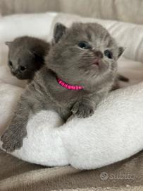 Cuccioli veri British Shorthair con Pedegree