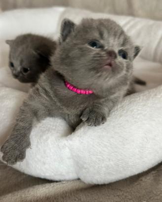 Cuccioli veri British Shorthair con Pedegree