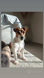 Maschio di jack Russell disponibile riproduzione