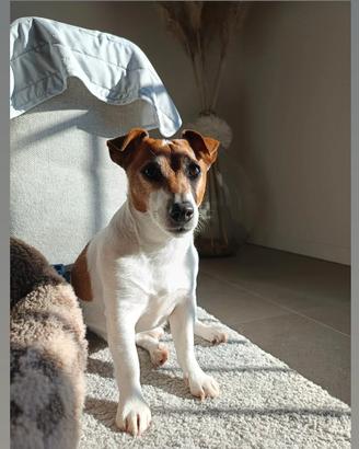 Maschio di jack Russell disponibile riproduzione