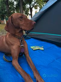 Cuccioli bracco ungheresi vizsla con pedigree