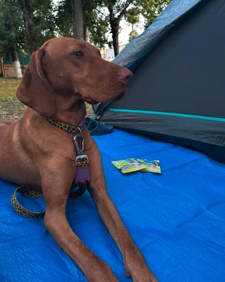 Cuccioli bracco ungheresi vizsla con pedigree