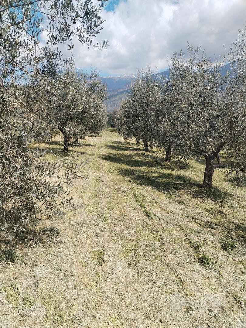 Terreno con piante d'olivo, prezzo trattabile - More