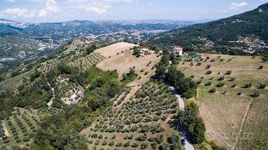 Oliveto/Frutteto con pozzo vicino Ascoli