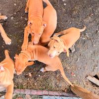 Cuccioli di Cirneco dell'Etna