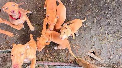 Cuccioli di Cirneco dell'Etna