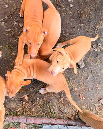 Cuccioli di Cirneco dell'Etna