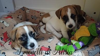 Cuccioli di Jack russell terrier con pedigree