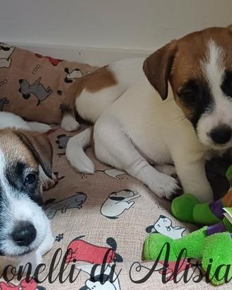Cuccioli di Jack russell terrier con pedigree
