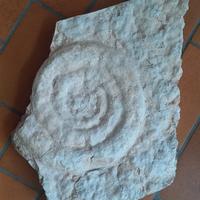 ammonite in pietra di Prun