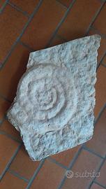 ammonite in pietra di Prun